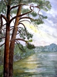 Kiefern am See (1995)