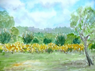 Ginster im Wald bei Rheinsberg (2002)