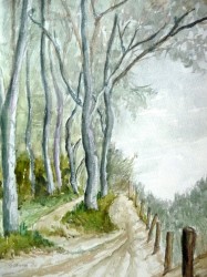 Buchen an der Steilküste bei Koserow (1980)