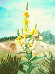 Königskerze ((1982)